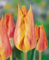 Tulip Single Late - El Nino